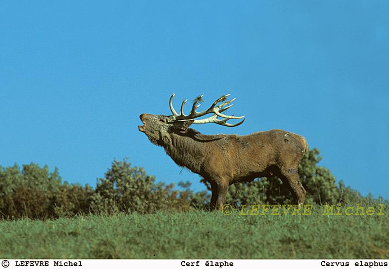 211 Cerf élaphe.jpg - Cerf élaphe - Cervus elephus - Ardennes